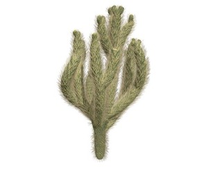 Cholla Cactus #05