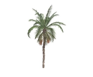 Date Palm #01