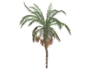 Date Palm #02