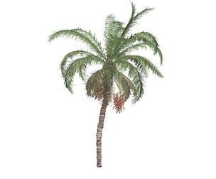 Date Palm #04