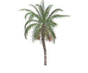 Date Palm #05