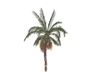 Date Palm #06