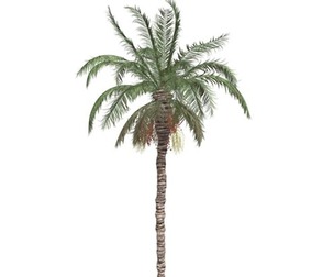 Date Palm #07