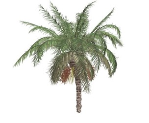 Date Palm #08