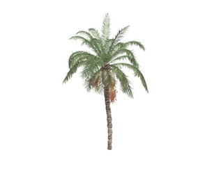 Date Palm #09