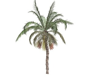 Date Palm #10