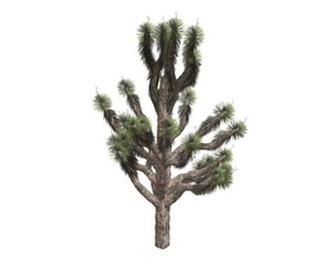 Joshua Tree #01