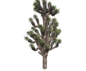 Joshua Tree #02