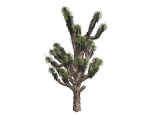 Joshua Tree #03