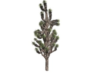 Joshua Tree #04