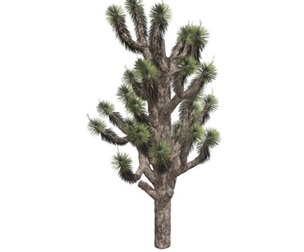 Joshua Tree #05