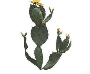 Prickly Pear Cactus #01