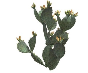 Prickly Pear Cactus #02