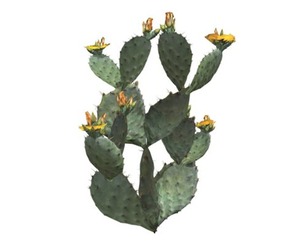Prickly Pear Cactus #03