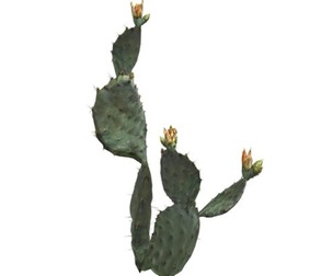 Prickly Pear Cactus #04