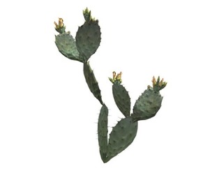 Prickly Pear Cactus #05