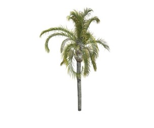 Queen Palm #01