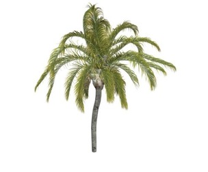 Queen Palm #02