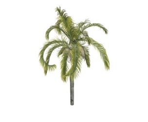 Queen Palm #03