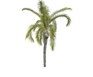 Queen Palm #04