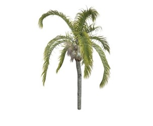 Queen Palm #05
