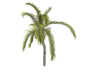 Queen Palm #06