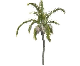 Queen Palm #07