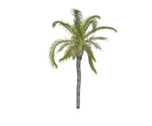 Queen Palm #08