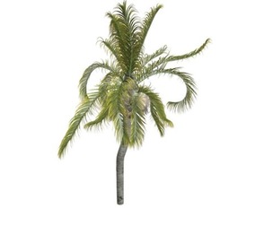 Queen Palm #09