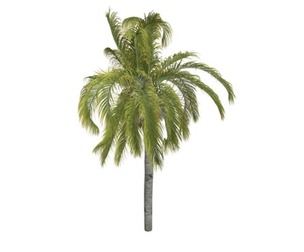 Queen Palm #10