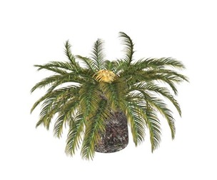 Sago Palm #01