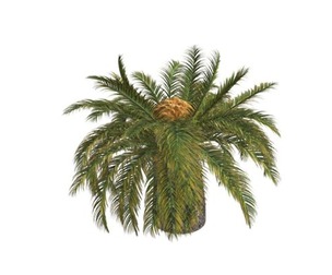 Sago Palm #02