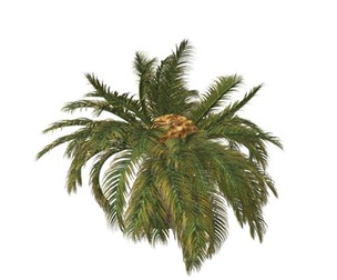 Sago Palm #03