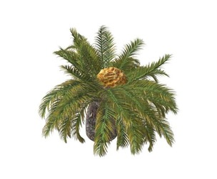 Sago Palm #04