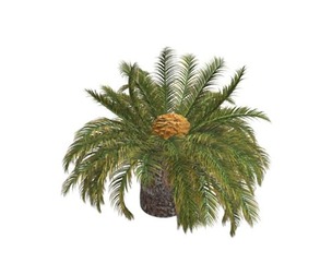 Sago Palm #05