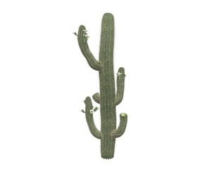 Saguaro Cactus #03