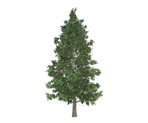 American Holly Tree #01