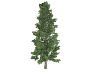 American Holly Tree #02