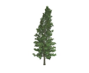 American Holly Tree #03