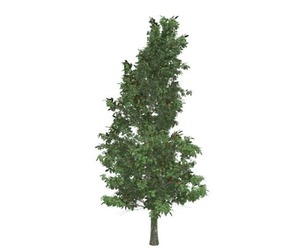 American Holly Tree #04