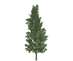 American Holly Tree #05