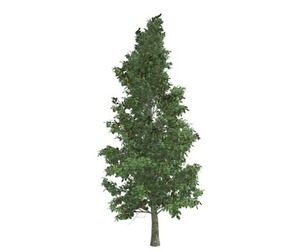American Holly Tree #06