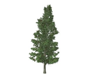 American Holly Tree #07