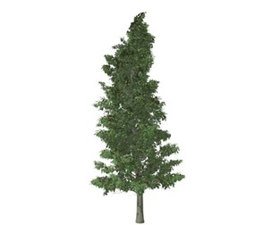 American Holly Tree #08