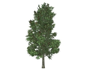 American Holly Tree #09