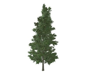 American Holly Tree #10