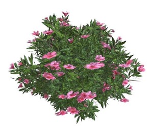 Azalea Shrub with pink Flowers #01