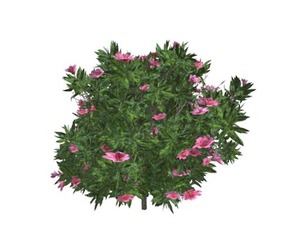 Azalea Shrub with pink Flowers #02
