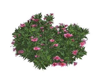 Azalea Shrub with pink Flowers #03
