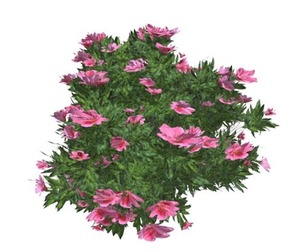 Azalea Shrub with pink Flowers #04